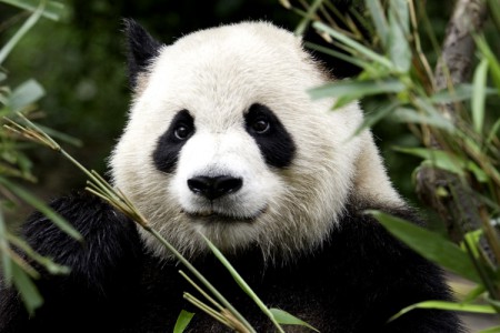 Pandas sofrem com calor na China