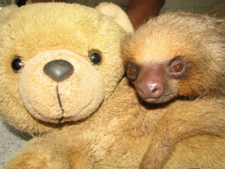 Filhote de preguiça ganha urso de pelúcia em zoo do Rio para suprir falta da mãe que morreu